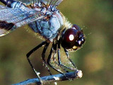 Dragonflies 024a.jpg