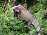 E Caribbean 067