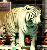 WHITE TIGER