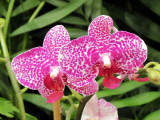Orchids 016.jpg