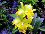 Orchids 023.jpg