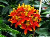 Orchids 040.jpg