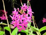Orchids 061.jpg