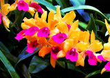 Orchids 070a.jpg