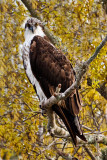 _MG_37875.jpg