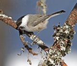 Willow Tit (Parus montanus)