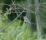 Blyth´s Reed Warbler (Acrocephalus dumetorum)