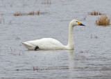 Bewick´s Swan (Cygnus columbianus)