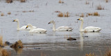 Bewicks Swan (Cygnus columbianus)