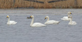 Bewick´s Swan (Cygnus columbianus)