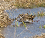 Jack Snipe (Lymnocryptes minimus)