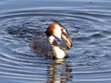 Great Crested Grebe (Podiceps cristatus) 