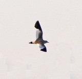 Sociable Plover (Chettusia gregaria)