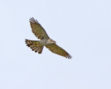 Goshawk (Accipiter gentilis)