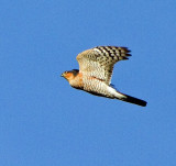 Sparrowhawk (Accipiter nisus)