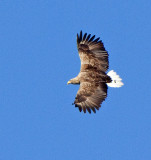 White-tailed Eagle (Haliaeetus albicilla) 