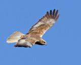 Marsh Harrier (Circus aeruginosus)