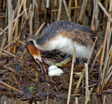 Great Crested Grebe (Podiceps cristatus) 