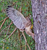Kestrel (Falco tinnunculus)