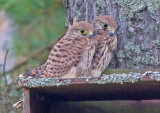 Kestrel (Falco tinnunculus)