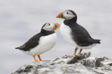 Puffins (papegaaiduikers)