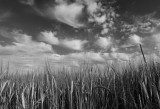 Clouds and barley (gerst)