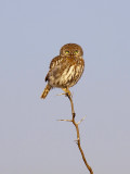 Pearl-spotted owlet