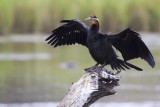 African darter.