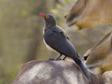 Red-billed oxpecker