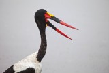 Saddle-billed stork