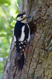 Great spotted woodpecker