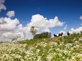 Cow parsley  (fluitekruid) and ponys