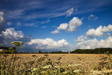 Clouds and wheat