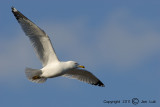 Ring-billed Gull - Larus delawarensis - Ringsnavelmeeuw