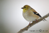 American Goldfinch - Carduelis tristis - Treursijs