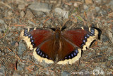 Mourning Cloak - Nymphalis antiopa - Rouwmantel