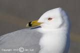 Ring-billed Gull - Larus delawarensis - Ringsnavelmeeuw