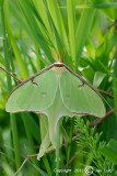 Luna Moth - Actias luna - Nachtpauwoog sp.