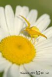 Goldenrod Crab Spider - Misumena vatia - Gewone Kameleonspin