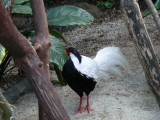 Silver Pheasant