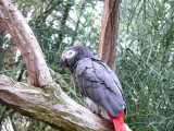 Grey Parrot