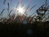 Sun behind the Grasses