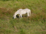 White Horse