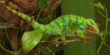  CAMELEON