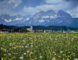 zwPB_ASC7151pp_Blooming_field_in_Austria:Prairie_en_Autriche_Europe.jpg