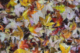 ASC5923_des_Textures_dautomne:Autumn_Textures.jpg