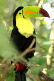 Xaman Ha Toucan