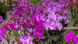 Carpinteria orchids