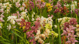 Carpinteria orchids
