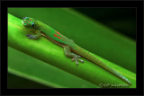 Gecko Greens